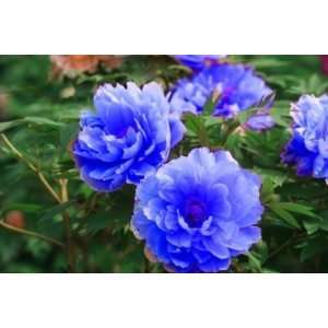   blue Peony 5 seeds Beautiful lovely HOT color!: Patio, Lawn & Garden