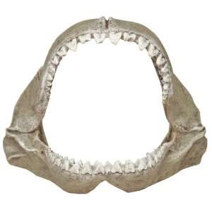 Exotic Environments Great White Shark Jaws, Small, 6 Inch 