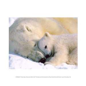  Polar Bear Sleeping with Cub 10.00 x 8.00 Poster Print 
