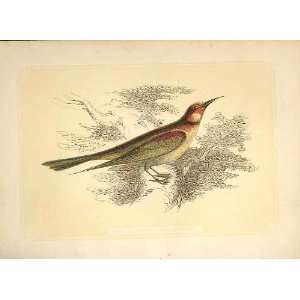  The Bee Eater 1860 Coloured Engraving Sepia Style Birds 