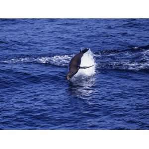  Californian Sea Lion, Sea of Cortez, Baja California 