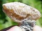 Fossil Amber Calcite Crystals Mercenaria Permagna Clam items in 