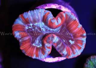 WA Live Coral Red Trachyphyllia Folded Brain  