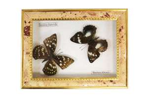 10 New Vintage Butterflies Framed Collection Gift #04s  
