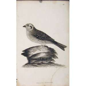  Yello Bunting Antique Print Black White Bird Art Old: Home 