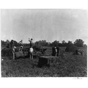  Baling Hay,Boyle County,Kentucky,KY,Baling Machine,1928 