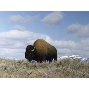 com A Magnificent American Bison Bull under a Soft Blue Sky National 