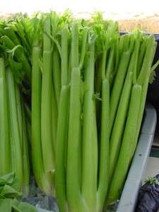 celery, UTAH TALL CELERY, 1535 seeds GroCo  
