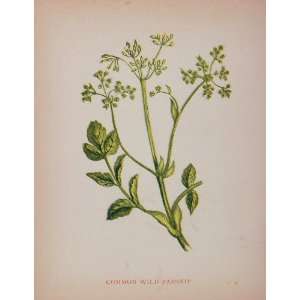   Print Wild Parsnip Pastinaca Sativa   Original Print