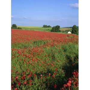 Landscape of a Field of Red Poppies in Flower in Summer, Near Beauvais 