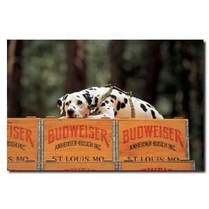  Clydesdale Dalmation resting on Budweiser Case  24x36 