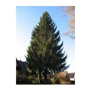  NORWAY SPRUCE Picea abies 3 seeds: Patio, Lawn & Garden