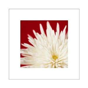  Chrysanthemum, White On Dark R Poster Print: Home 