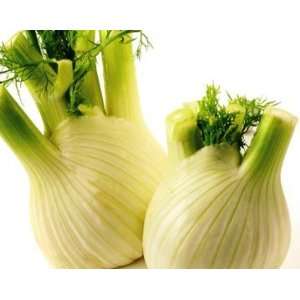  Todds Seeds   Fennel, Florence Herb Seed   1oz Seed 