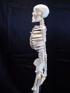 Human Skeleton, 33 1/2 tall, Educational/Anatomical  