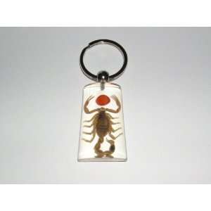  Clear Real Insect Keychain   Golden Scorpion with Lucky 