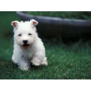West Highland Terrier / Westie Puppy Walking Premium Poster Print by 