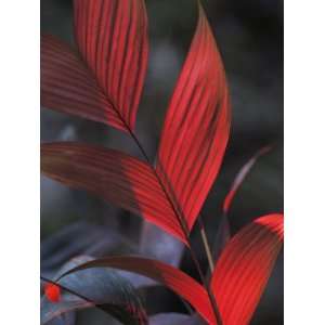  Sunlight Illuminates the Red Leaves of a Plant in Ecuador 