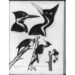  5 types of woodpecker,1811,American Ornithology,birds 