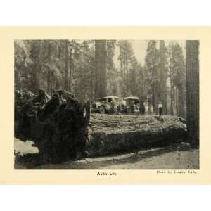   Sequoia National Park California Tree Forest   Original Halftone Print