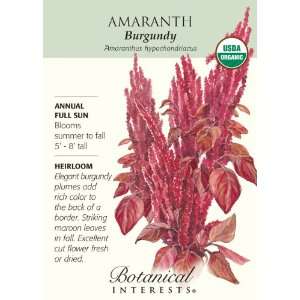  Amaranth Burgundy Organic Seed Patio, Lawn & Garden