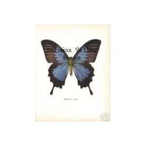   10 Colour Plate Of Papilo ulysses (Butterfly): Everything Else