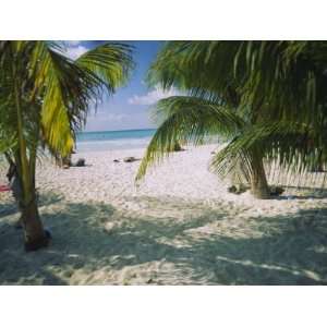 Palm Trees on the Beach, North Beach, Isla Mujeres, Quintana Roo 