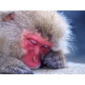  Japanese Macaque, Hell Valley, Nagano, Japan Photographic 