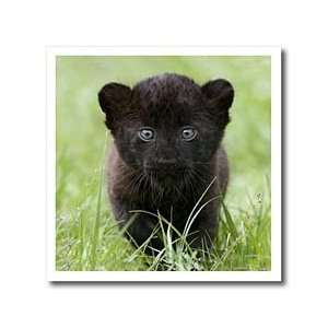  Black panther Cub   10x10 Iron On Heat Transfer For White 