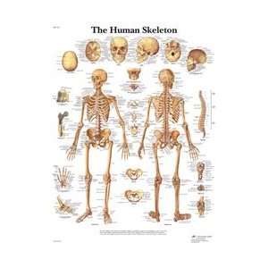 Human Skeleton   Anatomical Chart:  Industrial & Scientific