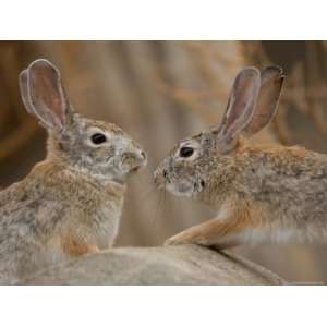Desert Cottontail Rabbits Inside the Desert Dome, Omaha Zoo, Nebraska 