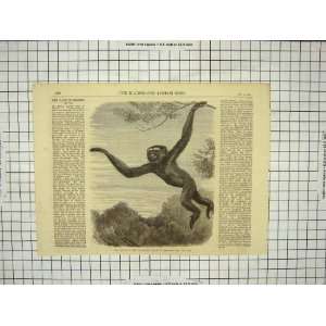    1868 GIBBON ZOOLOGICAL SOCIETY GARDENS ANIMAL