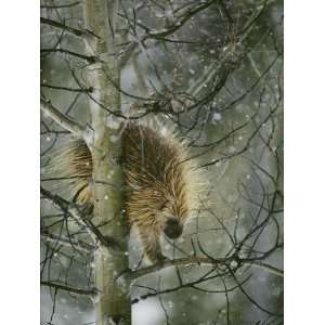 North American Porcupine Climbs Down a Tree in the Snow Stretched 