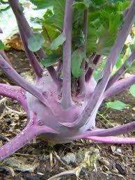 Heirloom Organic ~Purple Vienna Kohlrabi ~ 30 seeds  