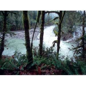  Moss Covered Trees Frame a Bend in the Boulder River in 