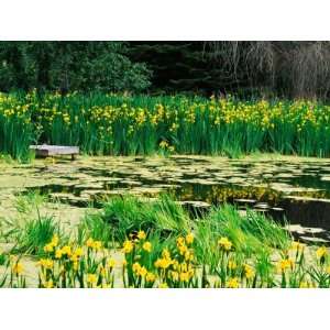  Daffodils Surround a Dock and Lake near Rosario Resort 