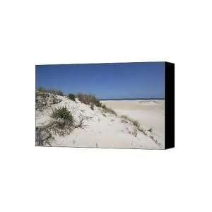 Sand Dunes on Assateague Island National Seashore   Maryland Canvas 