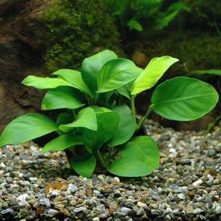   barteri nana 8 rhizomes has 48 ~ 60 leaves   Live Aquarium Plant PH
