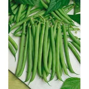  Slenderette Bush Bean Seeds   Phaseolus Vulgaris   5 Grams 