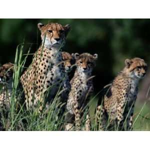  A Group of African Cheetahs Sitting in the Grass National 