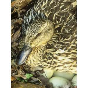  Female Mallard Duck (Anas Platyrhynchos) Sitting on Her Eggs 