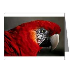  Note Cards (10 Pack) Scarlet Macaw   Bird: Everything Else