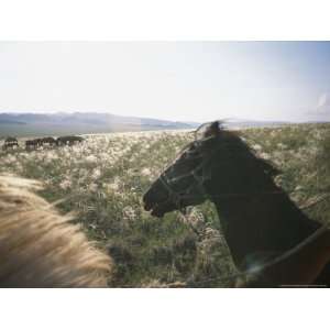Horses Graze on a Tuvan Steppe as Unseen Horsemen Watch from Mounts 