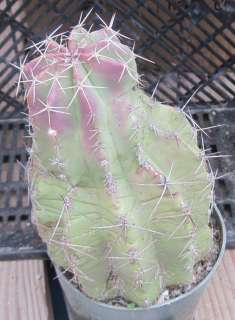   cold hardy to the mid twenties you are bidding on the cactus pictured
