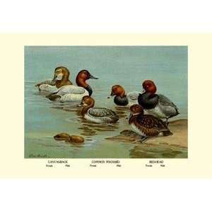    Back, Common Pochard and Red Head Ducks   08880 x: Home & Kitchen