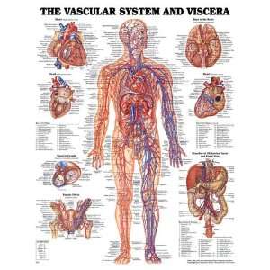  Vascular System Chart 20 w X 26 h (Catalog Category 