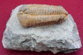 GRADE A QUALITY CALYMENELLA FOSSIL TRILOBITE. MOROCCO ALL NATURAL 