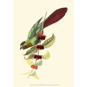 Cuvier Exotic Birds IV by Baron cuvier Georges 13x19:  