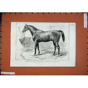   1887 Brentnall Prescription Thoroughbred Horse Sport