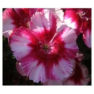  Candy Classic Dianthus Seed Pack Patio, Lawn & Garden